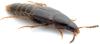 Mycetoporus bosnicus